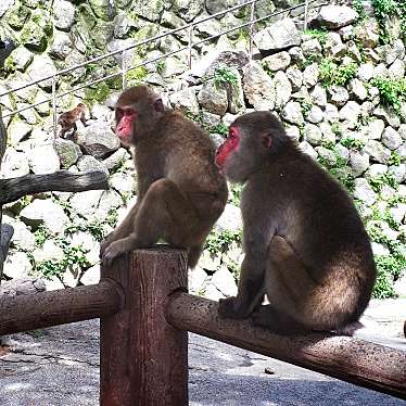 高崎山自然動物園のundefinedに実際訪問訪問したユーザーunknownさんが新しく投稿した新着口コミの写真