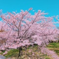 実際訪問したユーザーが直接撮影して投稿した一番堀通町公園白山公園の写真