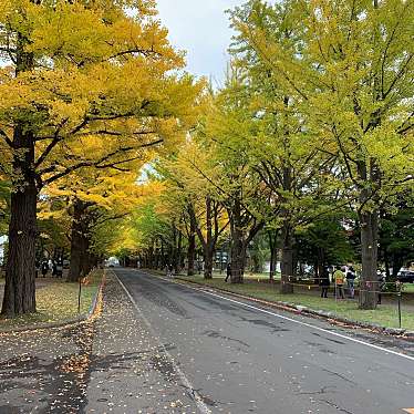 北海道大学 イチョウ並木のundefinedに実際訪問訪問したユーザーunknownさんが新しく投稿した新着口コミの写真