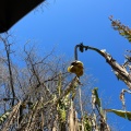 実際訪問したユーザーが直接撮影して投稿した白山植物園 / 樹木園小石川植物園の写真