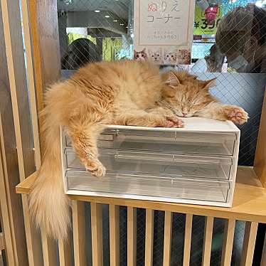 実際訪問したユーザーが直接撮影して投稿した桜之町テーマカフェ猫カフェ モカ ねこタピ 京都新京極店の写真