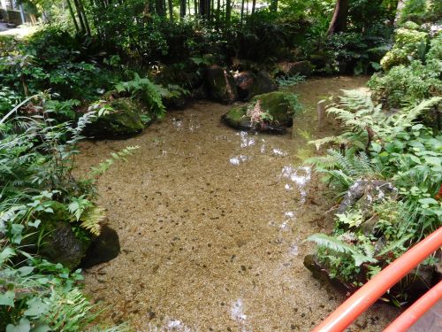 実際訪問したユーザーが直接撮影して投稿した東元町名水 / 湧水百選お鷹の道・真姿の池湧水群の写真