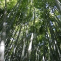 実際訪問したユーザーが直接撮影して投稿した山 / 峠嵐山の写真