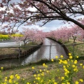 実際訪問したユーザーが直接撮影して投稿した笠松町公園笠松河津桜ロードの写真