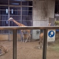 実際訪問したユーザーが直接撮影して投稿した上白根町動物園よこはま動物園ズーラシアの写真