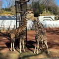 実際訪問したユーザーが直接撮影して投稿した程久保動物園多摩動物公園の写真