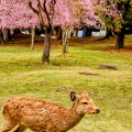 実際訪問したユーザーが直接撮影して投稿した雑司町公園奈良公園の写真