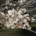 実際訪問したユーザーが直接撮影して投稿した大島公園大島小松川公園の写真