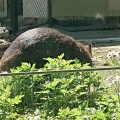 実際訪問したユーザーが直接撮影して投稿した綾羽動物園五月山動物園の写真