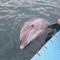 実際訪問したユーザーが直接撮影して投稿した津田町鶴羽水族館 / アクアリウム日本ドルフィンセンターの写真