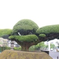 実際訪問したユーザーが直接撮影して投稿した照国町神社照国神社の写真