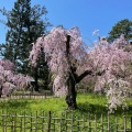 実際訪問したユーザーが直接撮影して投稿した京都御苑皇居 / 宮殿京都御所の写真