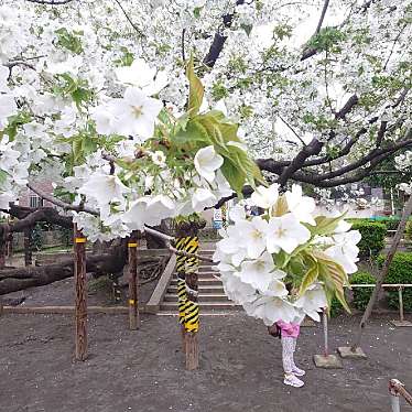 実際訪問したユーザーが直接撮影して投稿した東玉川公園東玉川第二公園の写真