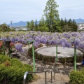 実際訪問したユーザーが直接撮影して投稿した寒河江花のきれいなスポット寒河江公園つつじ園(展望広場)の写真