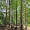 実際訪問したユーザーが直接撮影して投稿した公園篠栗九大の森の写真