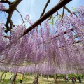 実際訪問したユーザーが直接撮影して投稿した藤野公園藤公園の写真