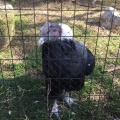 実際訪問したユーザーが直接撮影して投稿した扇町動物園飯田市立動物園の写真