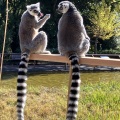 実際訪問したユーザーが直接撮影して投稿した犬山動物園日本モンキーセンターの写真