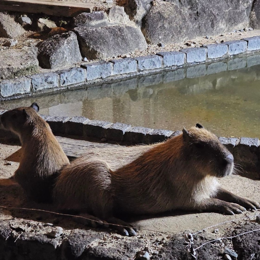 実際訪問したユーザーが直接撮影して投稿した舘山寺町動物園浜松市動物園の写真