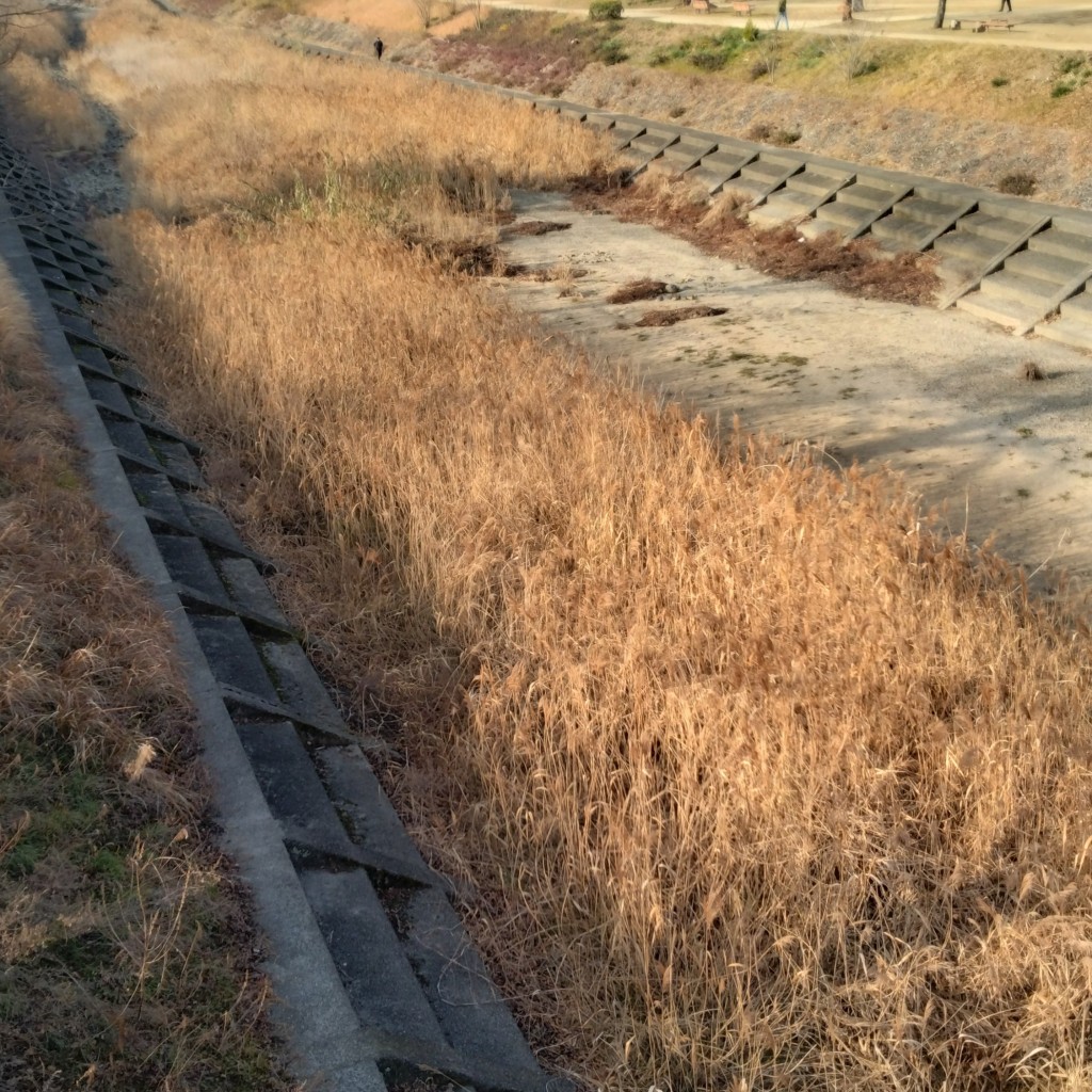 実際訪問したユーザーが直接撮影して投稿した河川石手川の写真