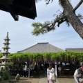 実際訪問したユーザーが直接撮影して投稿した池田自然名所熊野の長フジの写真