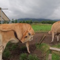 実際訪問したユーザーが直接撮影して投稿した遠刈田温泉観光牧場ふれあい牧場 蔵王ハートランドの写真