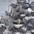 実際訪問したユーザーが直接撮影して投稿した扇町動物園飯田市立動物園の写真