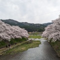 実際訪問したユーザーが直接撮影して投稿した大嶺町東分桜の名所美祢さくら公園の写真