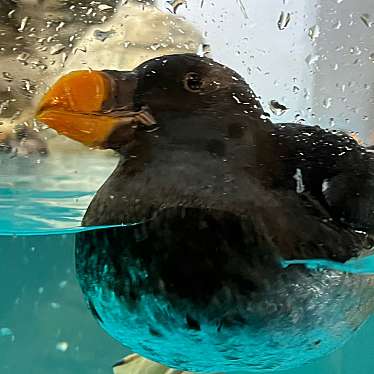 アクアワールド茨城県大洗水族館のundefinedに実際訪問訪問したユーザーunknownさんが新しく投稿した新着口コミの写真