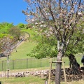 実際訪問したユーザーが直接撮影して投稿した雑司町公園奈良公園の写真