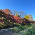 実際訪問したユーザーが直接撮影して投稿した多磨町公園武蔵野公園の写真