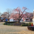 実際訪問したユーザーが直接撮影して投稿した国分寺広場天平の丘公園花広場の写真