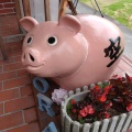 実際訪問したユーザーが直接撮影して投稿した信楽町中野豚肉料理SORAの写真