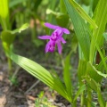 実際訪問したユーザーが直接撮影して投稿した花園町公園砺波チューリップ公園の写真