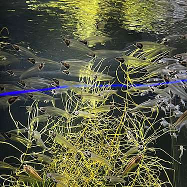 okaokaokaokaさんが投稿した日進町水族館 / アクアリウムのお店カワスイ川崎水族館/カワスイカワサキスイゾクカンの写真