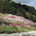 実際訪問したユーザーが直接撮影して投稿した智里自然名所花桃の里の写真