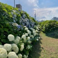 実際訪問したユーザーが直接撮影して投稿した平井河川旧中川 河津桜の写真