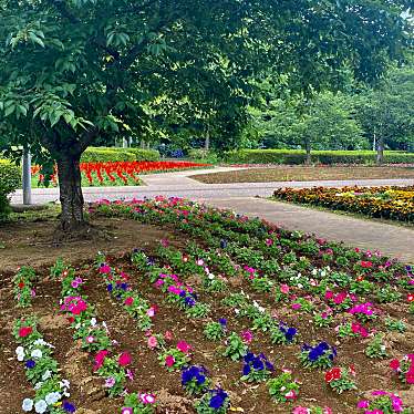 実際訪問したユーザーが直接撮影して投稿した飯富公園袖ケ浦公園の写真