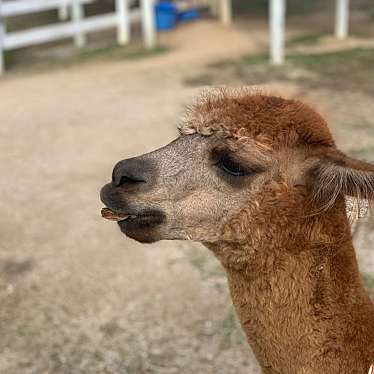 滋賀農業公園 ブルーメの丘のundefinedに実際訪問訪問したユーザーunknownさんが新しく投稿した新着口コミの写真