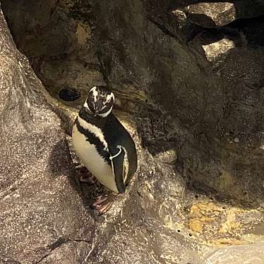 すみだ水族館のundefinedに実際訪問訪問したユーザーunknownさんが新しく投稿した新着口コミの写真