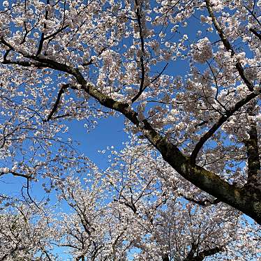 実際訪問したユーザーが直接撮影して投稿した丸の内公園町公園芦城公園の写真