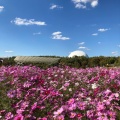 実際訪問したユーザーが直接撮影して投稿した茨ケ廻間公園愛・地球博記念公園(モリコロパーク)の写真