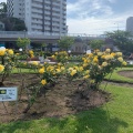 実際訪問したユーザーが直接撮影して投稿した汐入町公園ヴェルニー公園管理事務所の写真