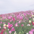 実際訪問したユーザーが直接撮影して投稿した楠本植物園 / 樹木園兵庫県立公園 あわじ花さじきの写真