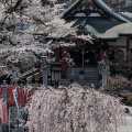 実際訪問したユーザーが直接撮影して投稿した初沢町寺大光寺の写真