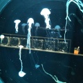実際訪問したユーザーが直接撮影して投稿した南二条西水族館 / アクアリウムAOAO SAPPOROの写真