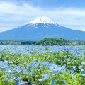 実際訪問したユーザーが直接撮影して投稿した大石花のきれいなスポット大石公園の写真