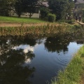 実際訪問したユーザーが直接撮影して投稿した忍草湖沼 / 池忍野八海 菖蒲池の写真