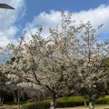 実際訪問したユーザーが直接撮影して投稿した小戸公園小戸公園子供遊び場の写真