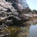 実際訪問したユーザーが直接撮影して投稿した高師公園茂原公園の写真